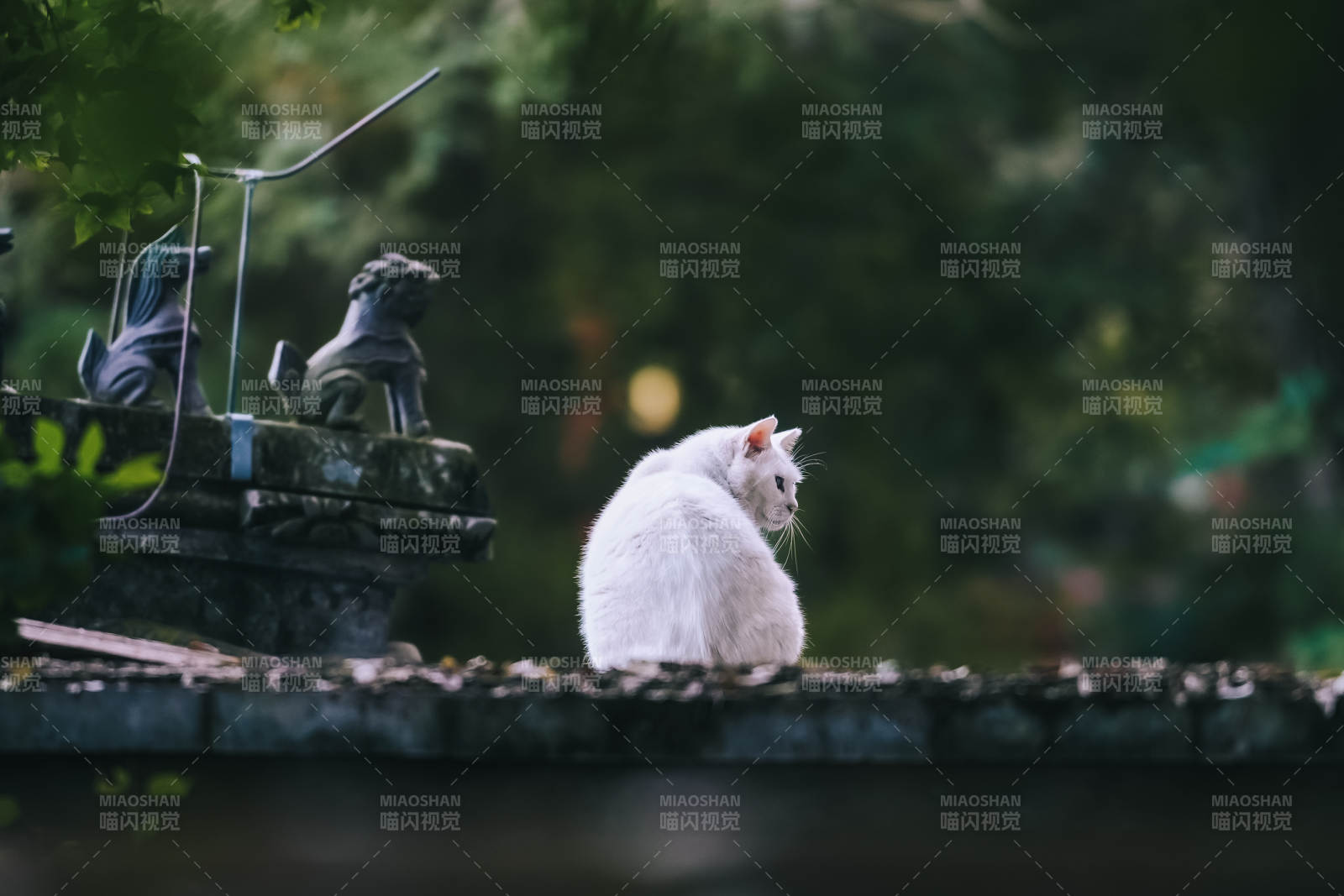 白貓靜坐庭院中