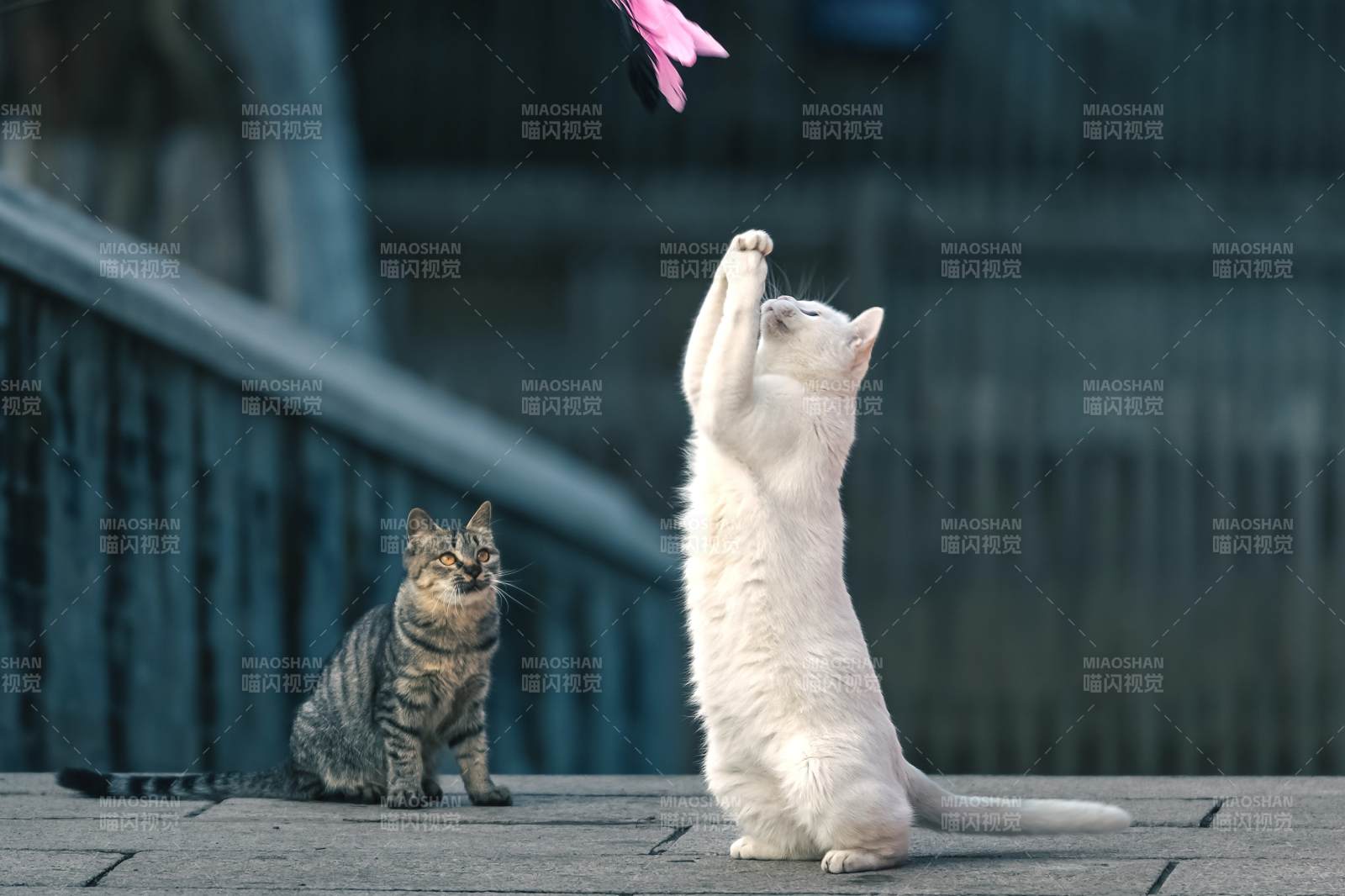 貓戲花 一靜一動