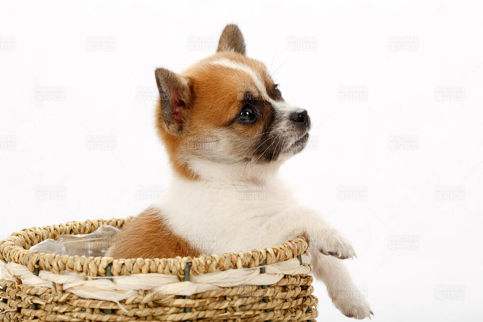 柯基幼犬籃中萌態(tài)