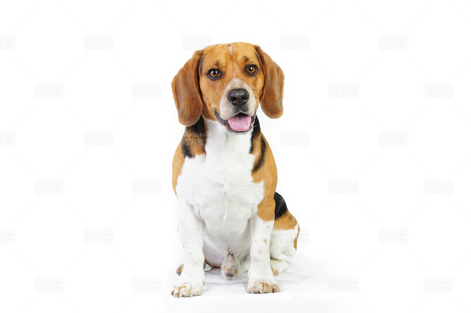 可愛(ài)比格犬坐姿照