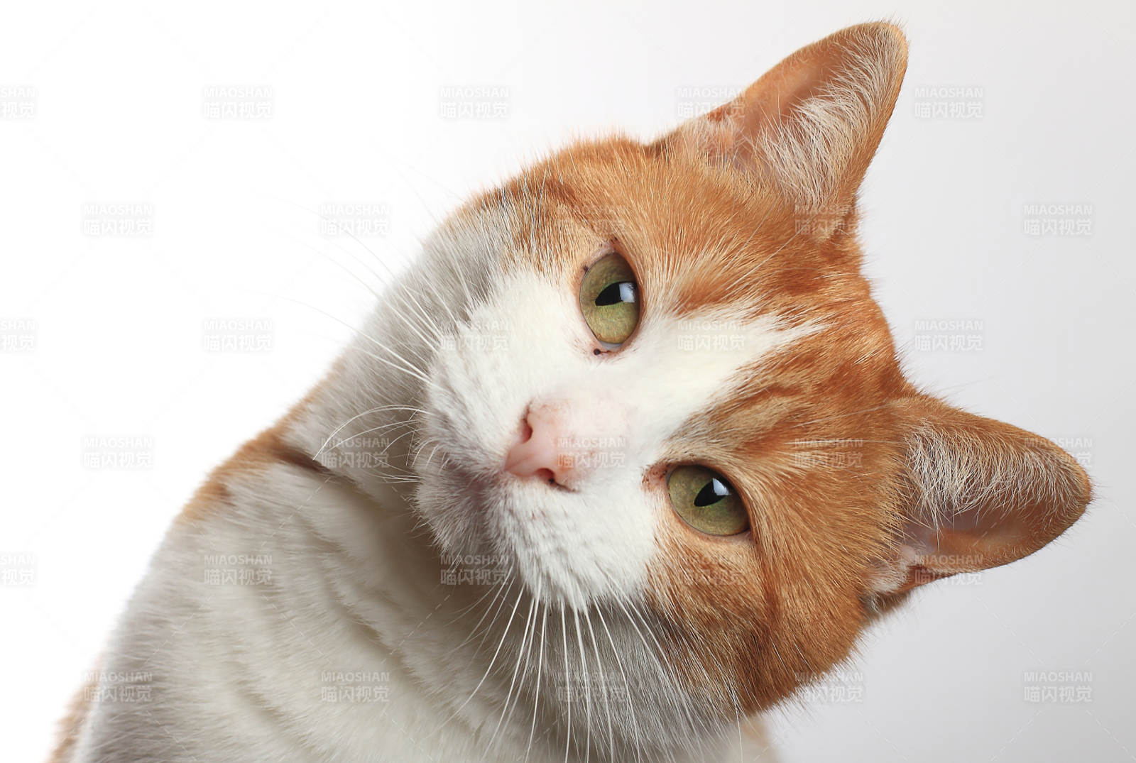 貓咪仰望 眼神溫柔