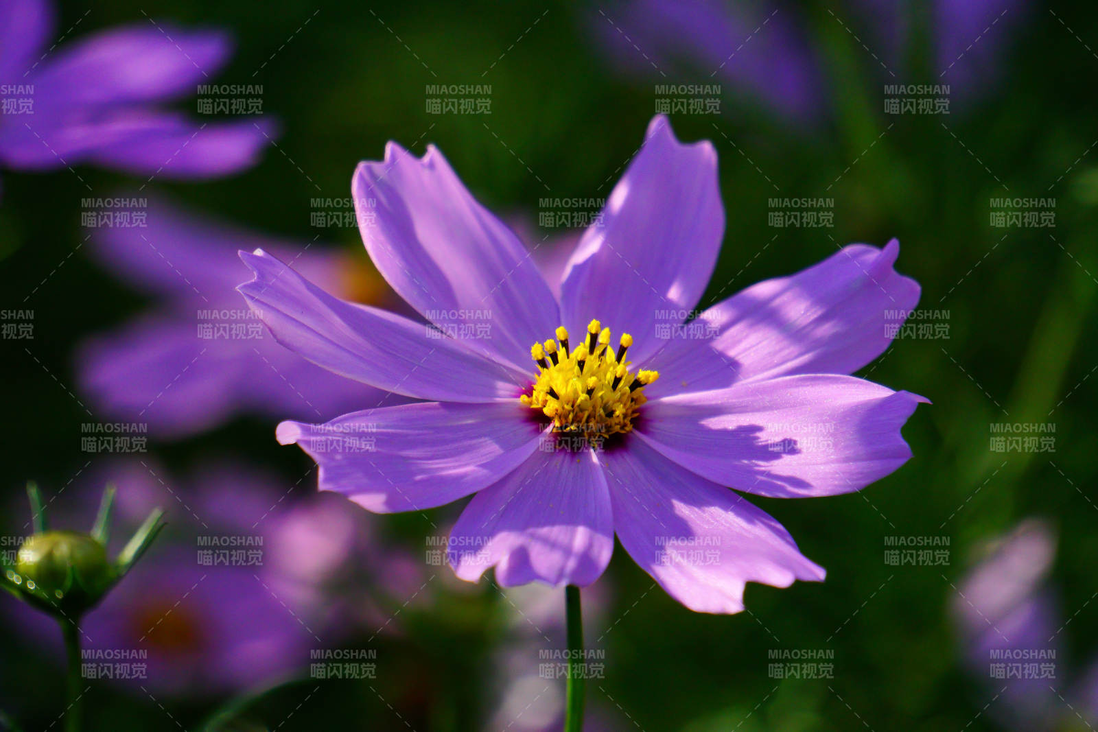 陽光下的波斯菊綻放