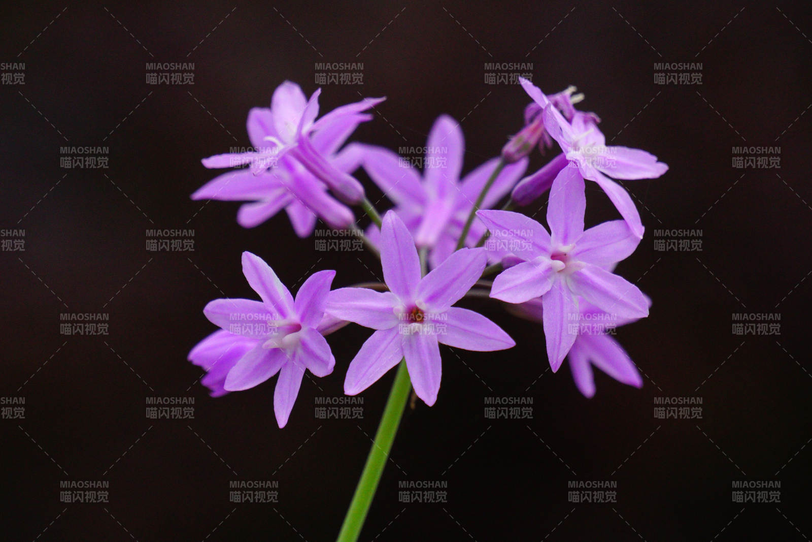 紫花綻放
