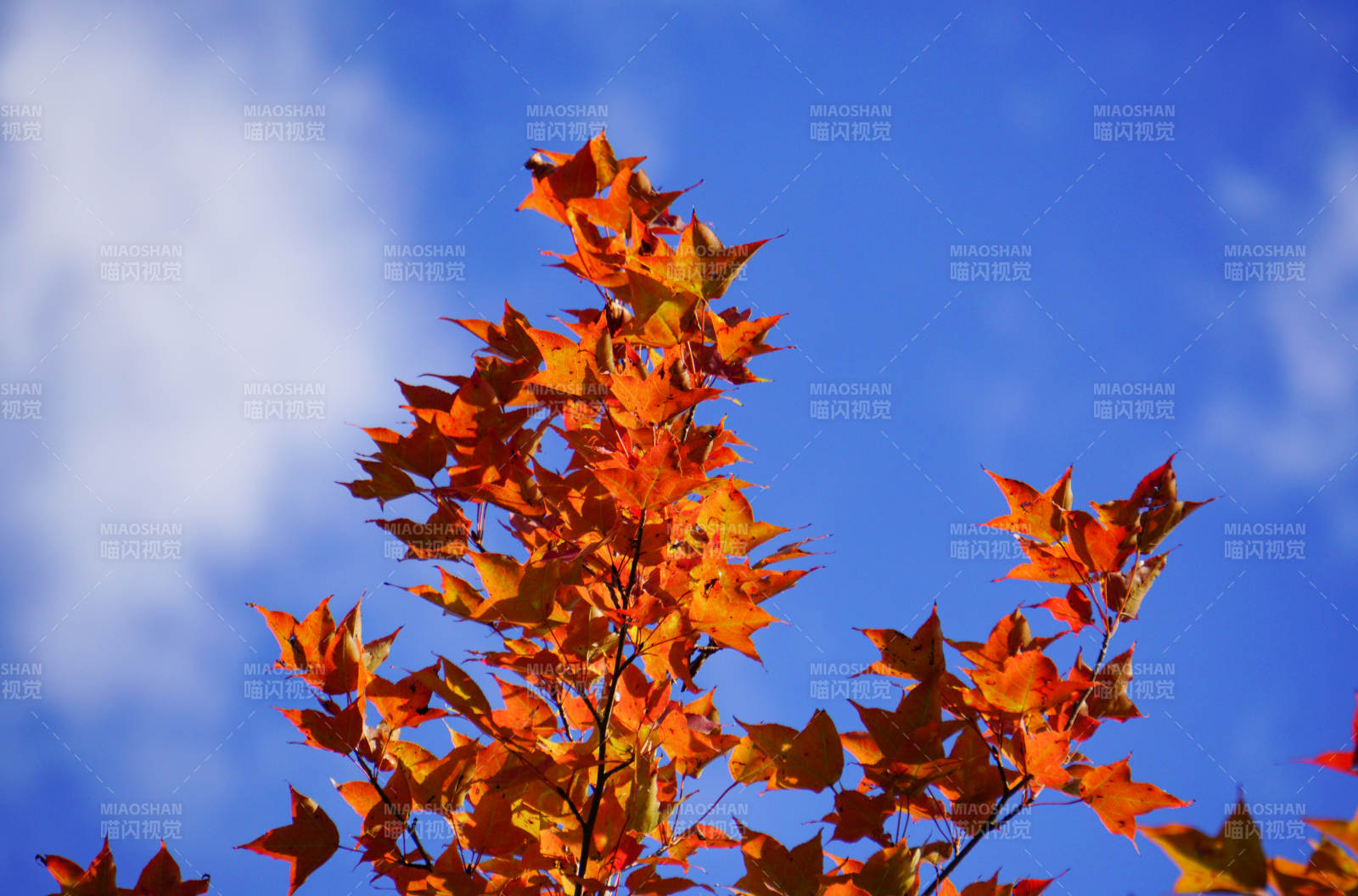 秋葉映藍(lán)天