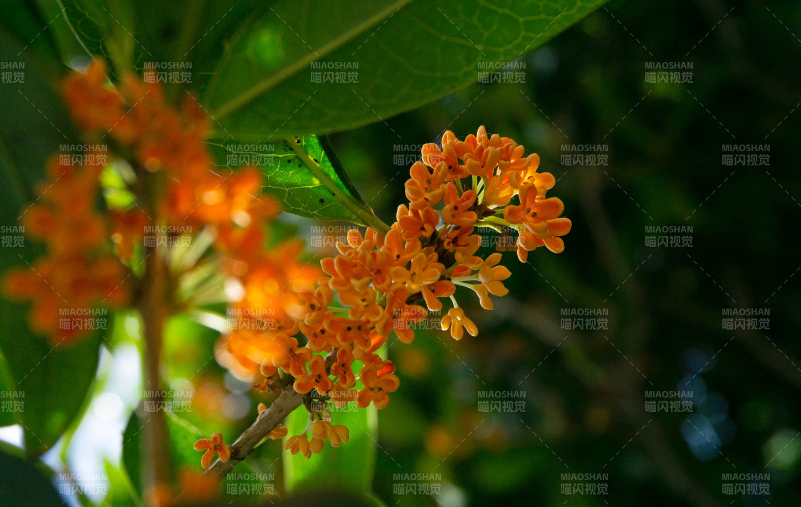 秋季桂花綻放枝頭