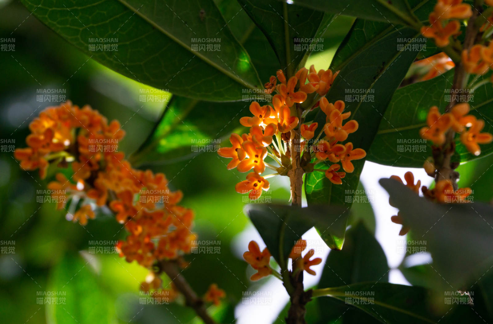 桂花綻放枝頭