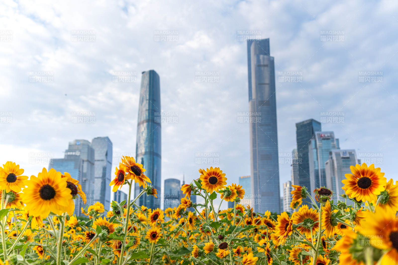 廣州珠江新城下的向日葵花海