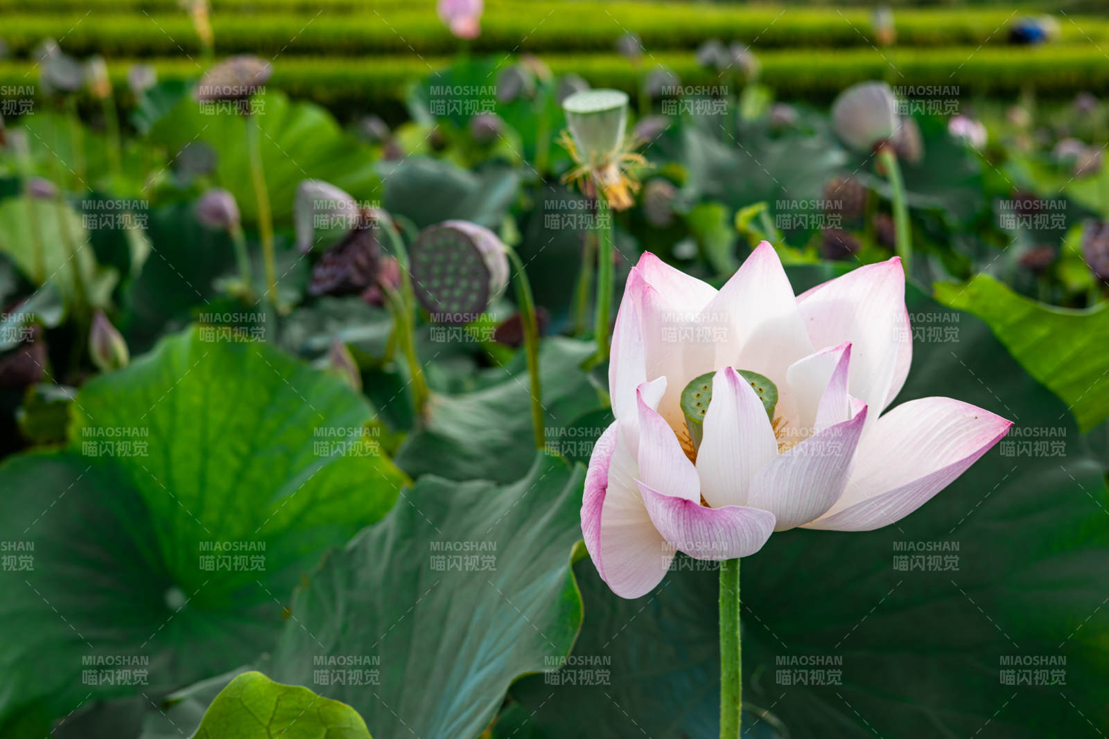 蓮花綻放 綠葉相襯