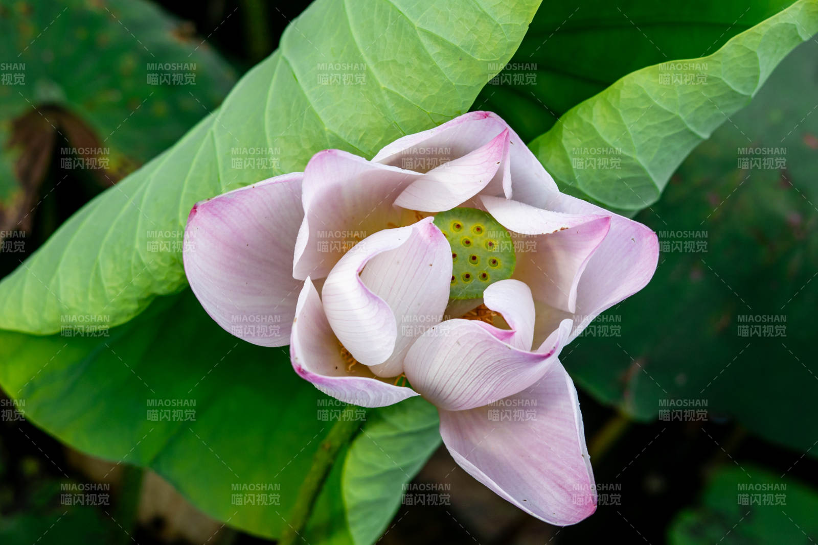 粉蓮綻放綠葉間