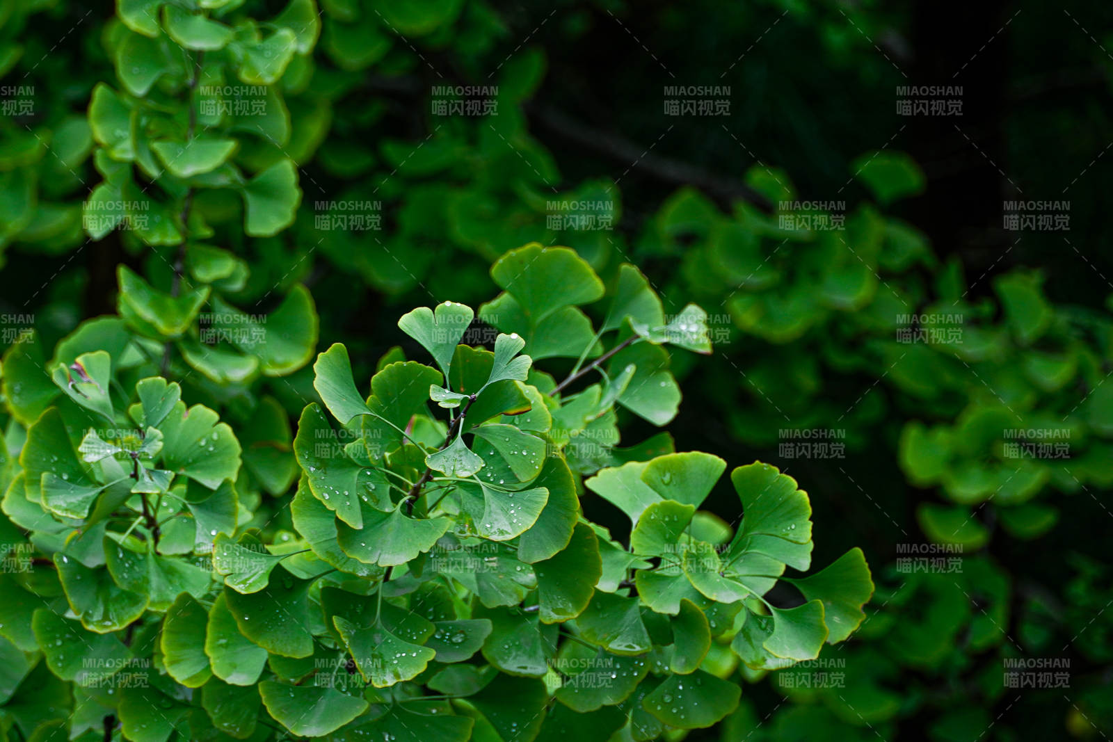 銀杏葉翠綠生機