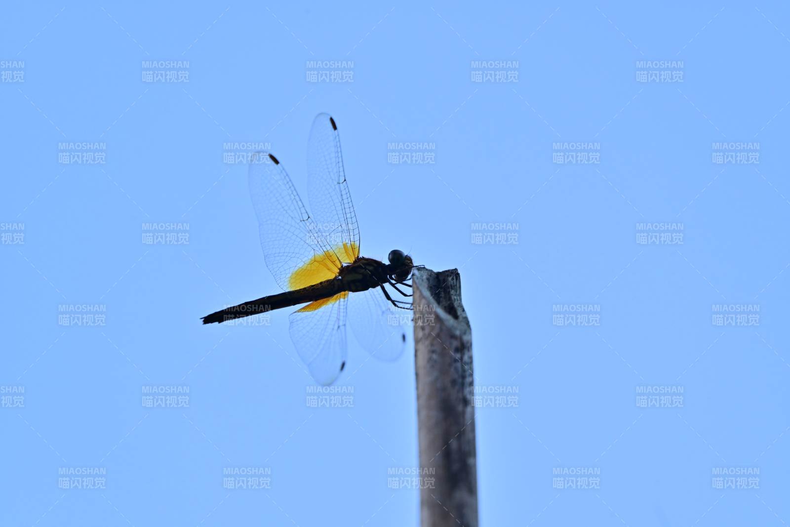 黄翅蜻蜓栖枝头