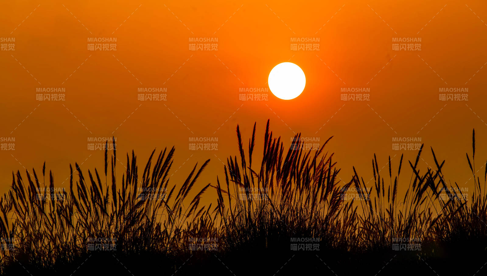 夕陽草影
