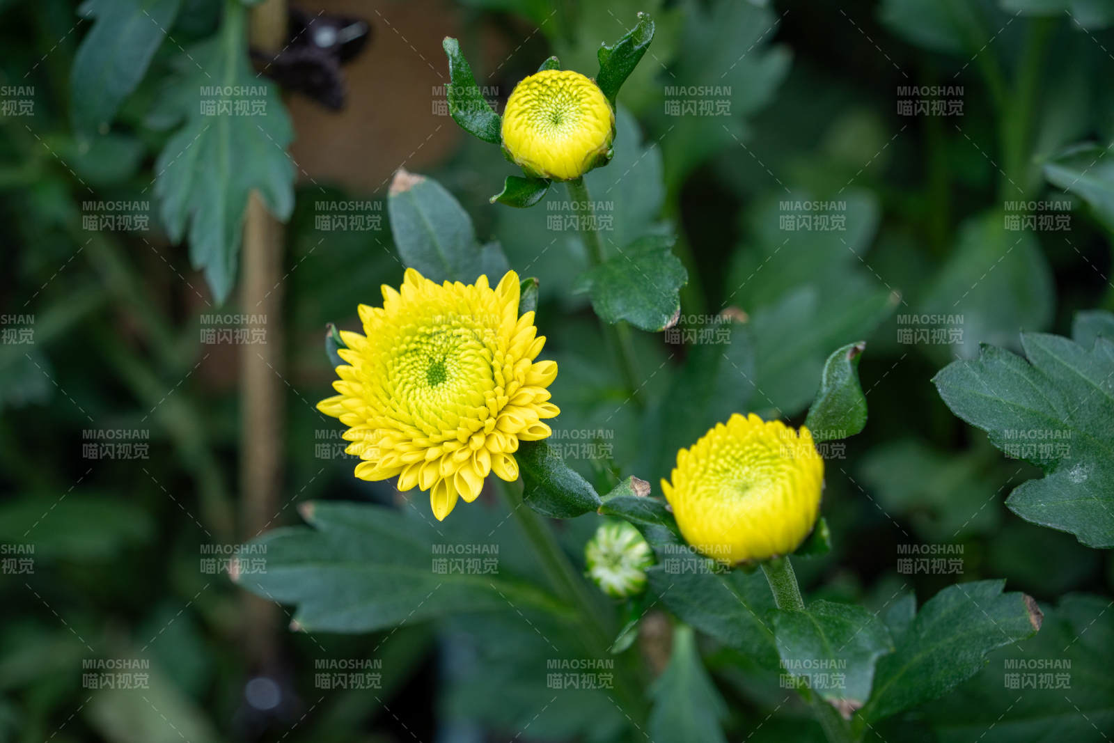 黃菊綻放綠葉間