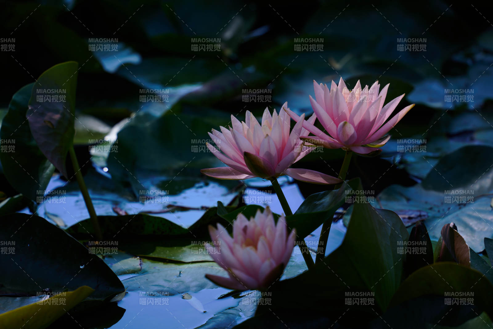 池中粉蓮靜綻放