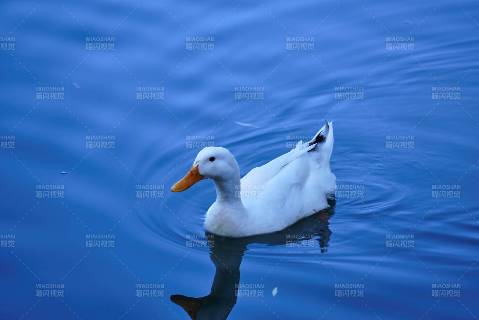 白鴨游湖
