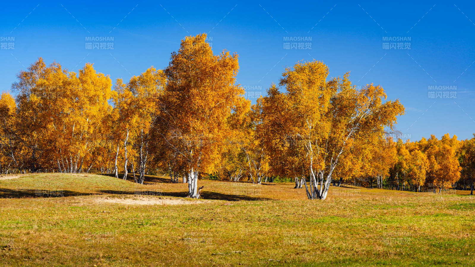 烏蘭布統(tǒng)秋日金林美景