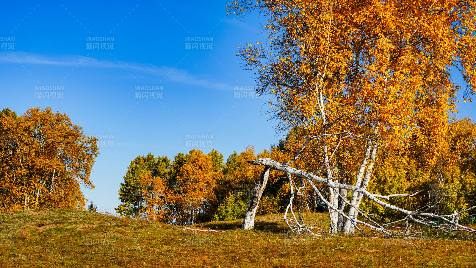 烏蘭布統(tǒng)秋日林間美景