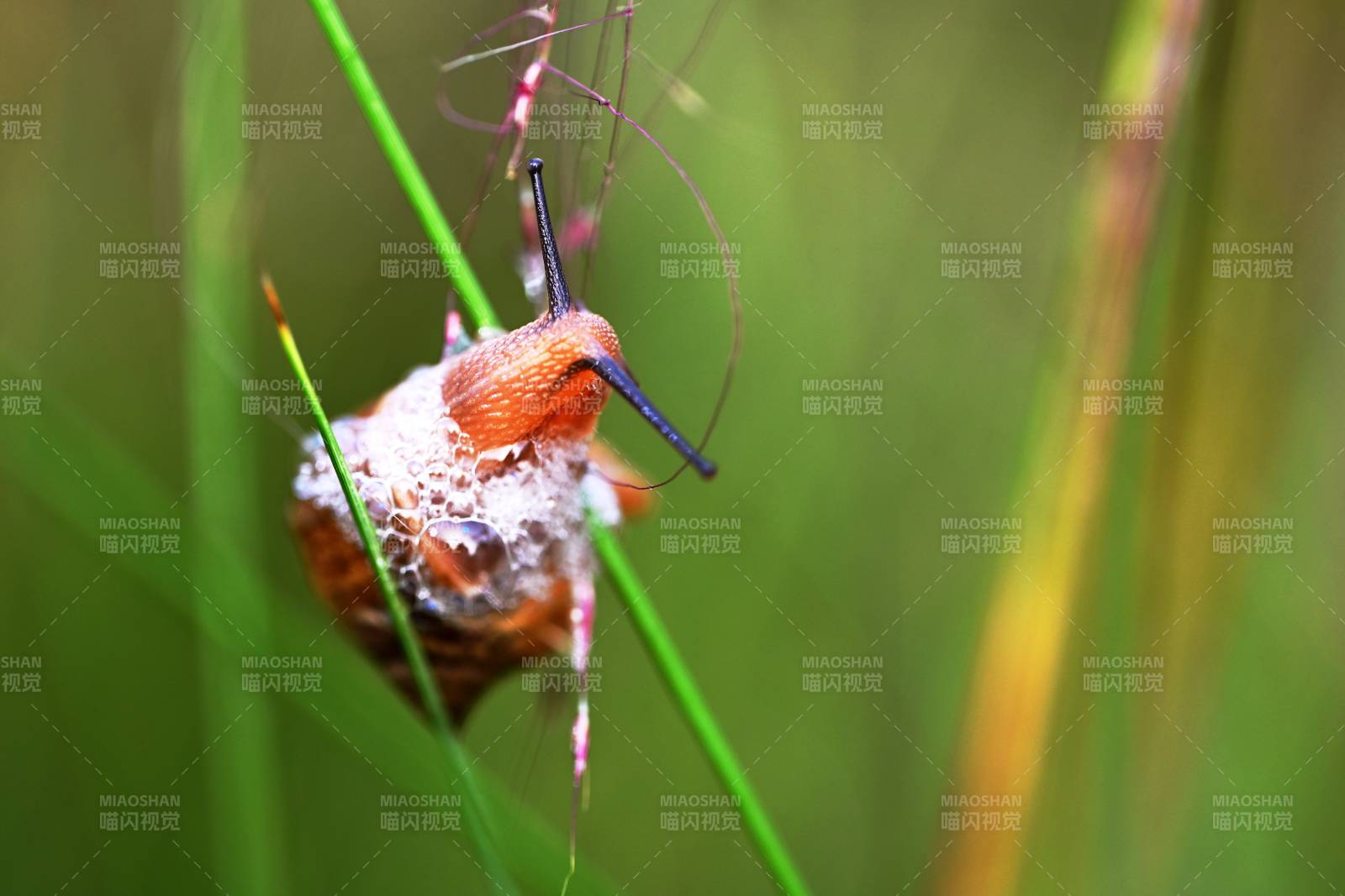 蝸牛爬行于草葉間