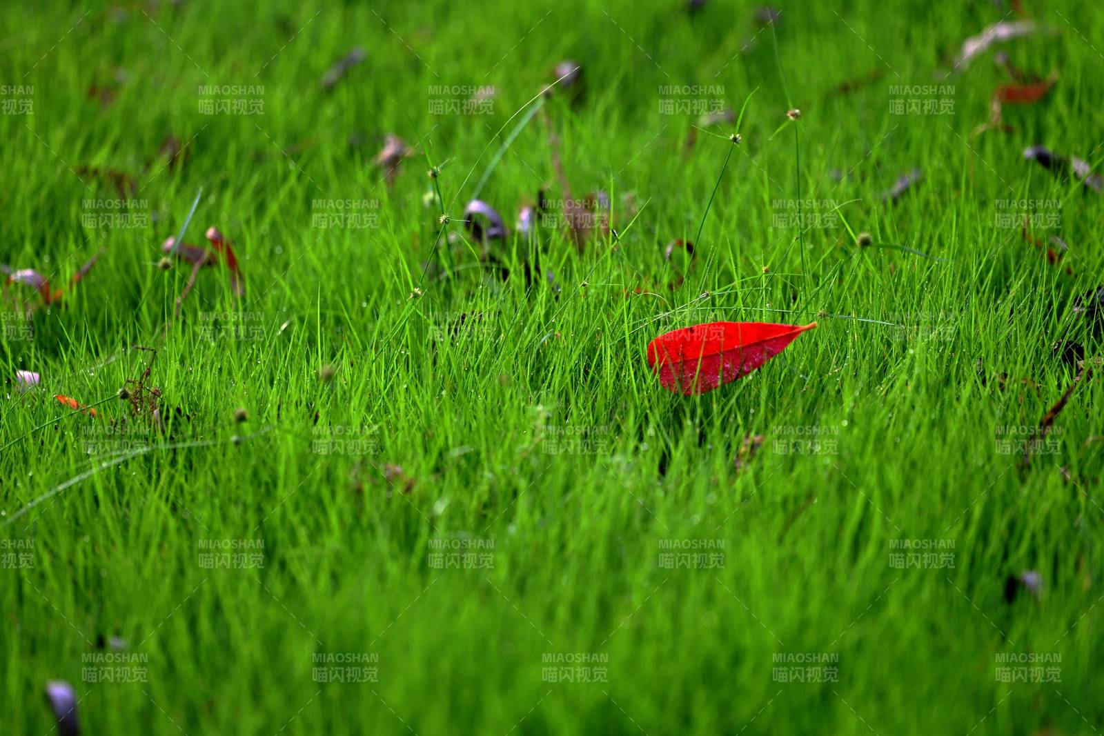 紅葉綠草相映