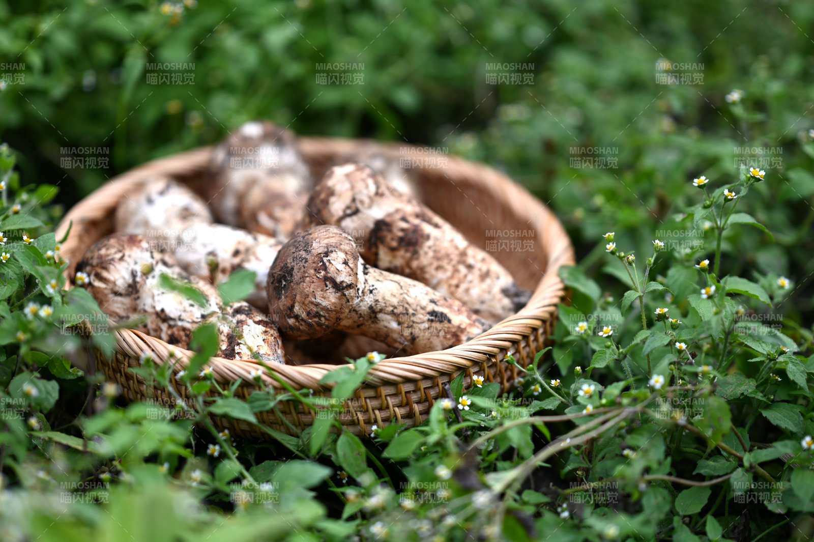 籃中松茸