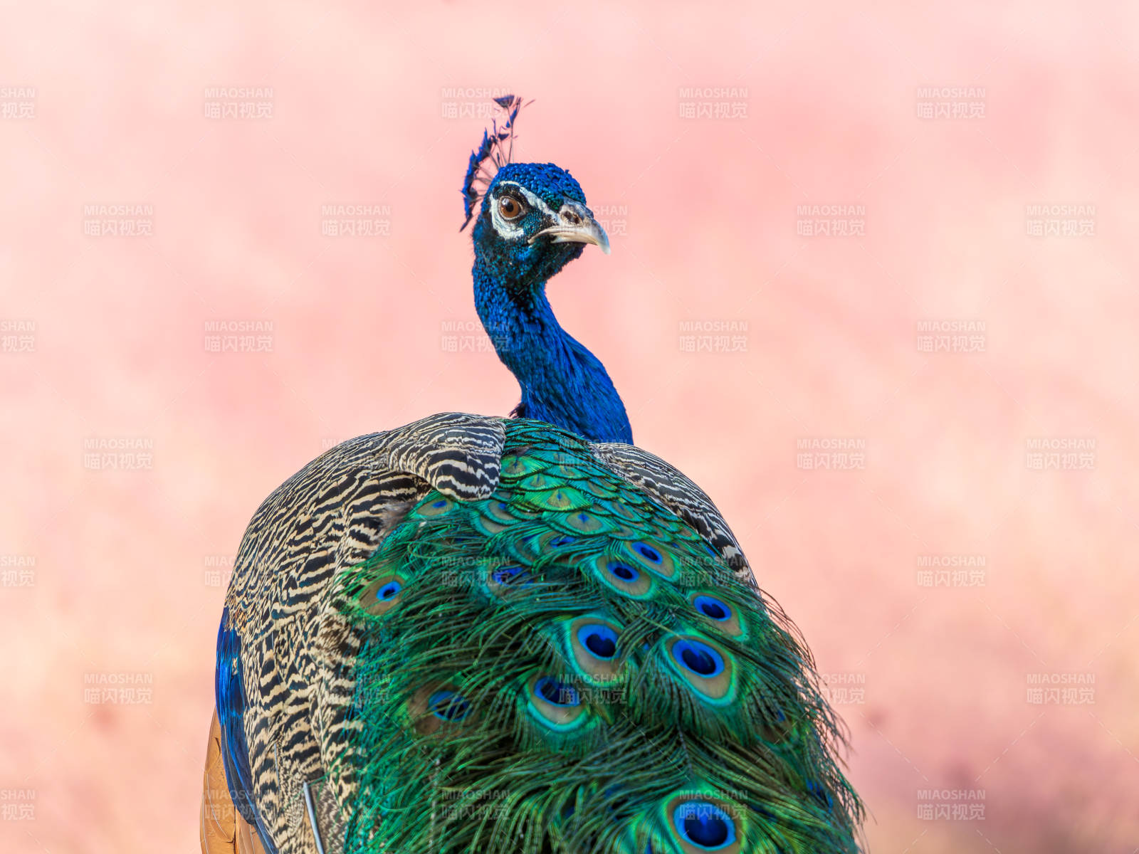 孔雀展羽 華美絕倫