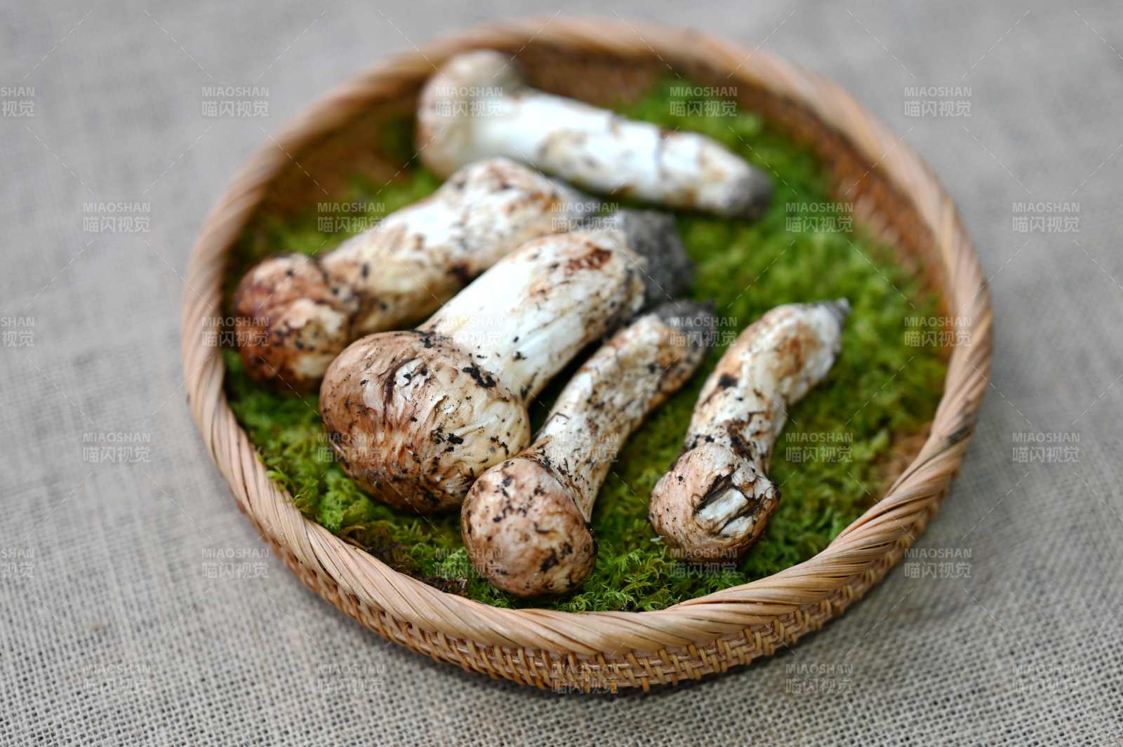 松茸置于青苔籃中