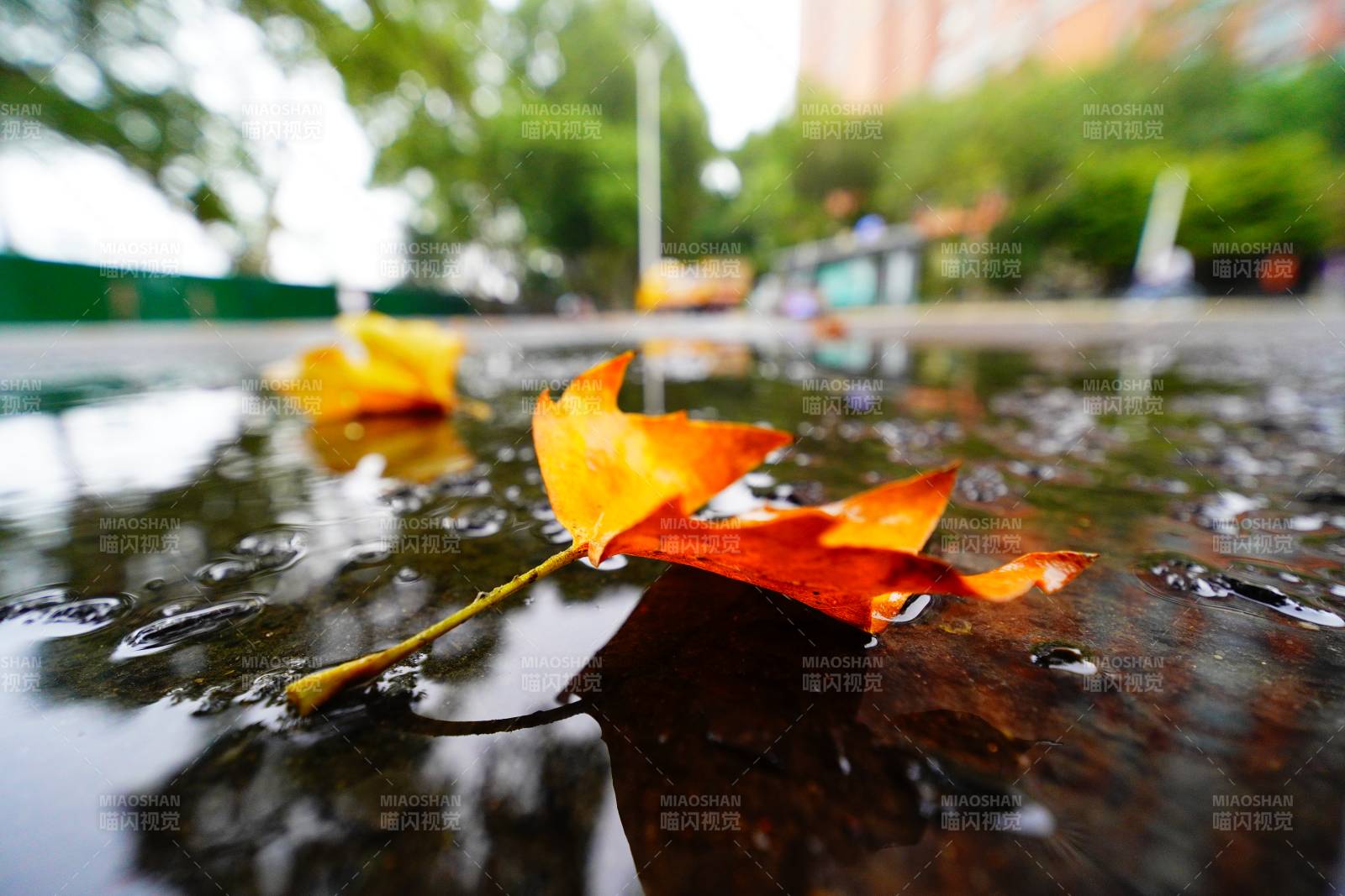 秋葉落水 靜謐秋景