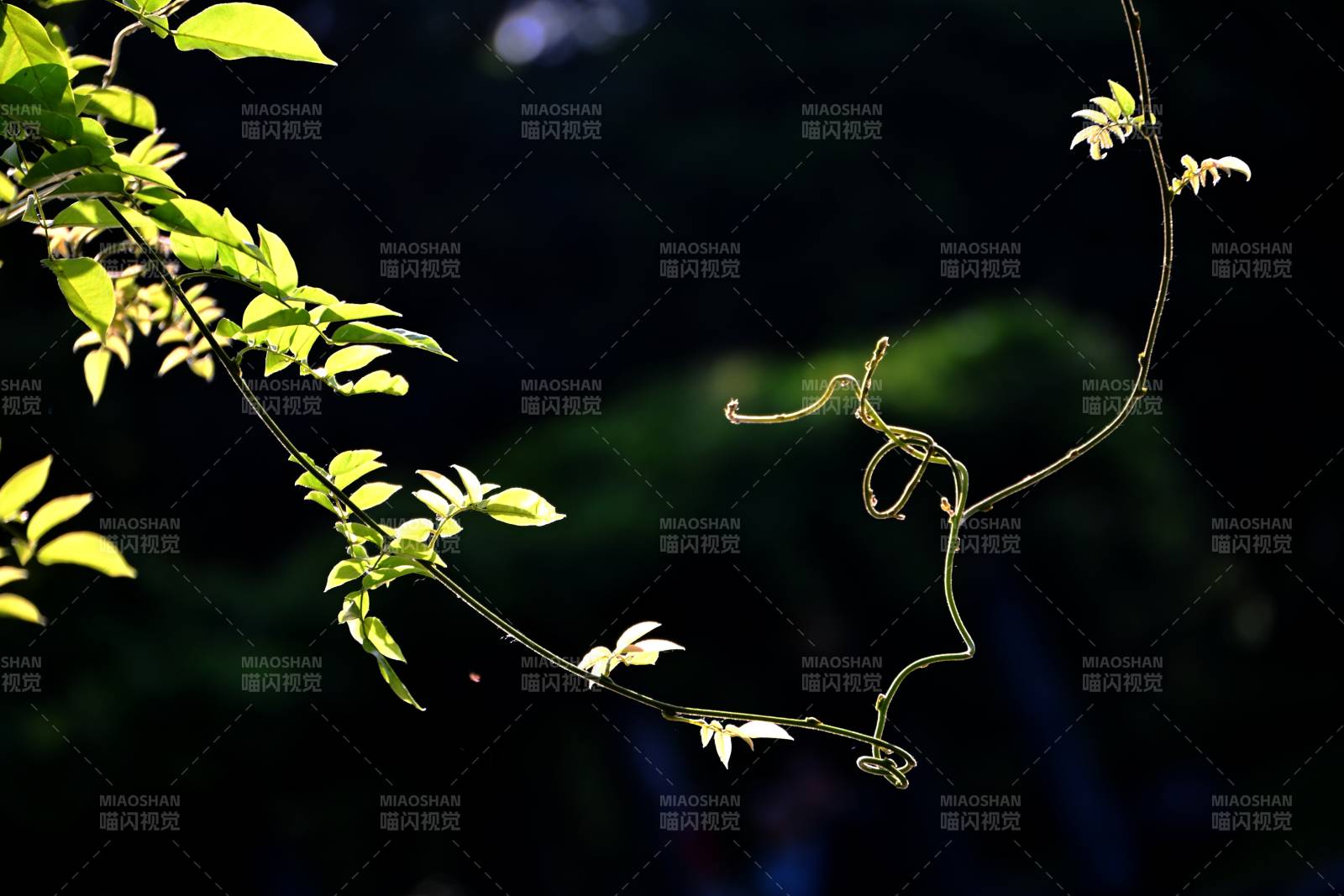 藤蔓輕舞綠意間