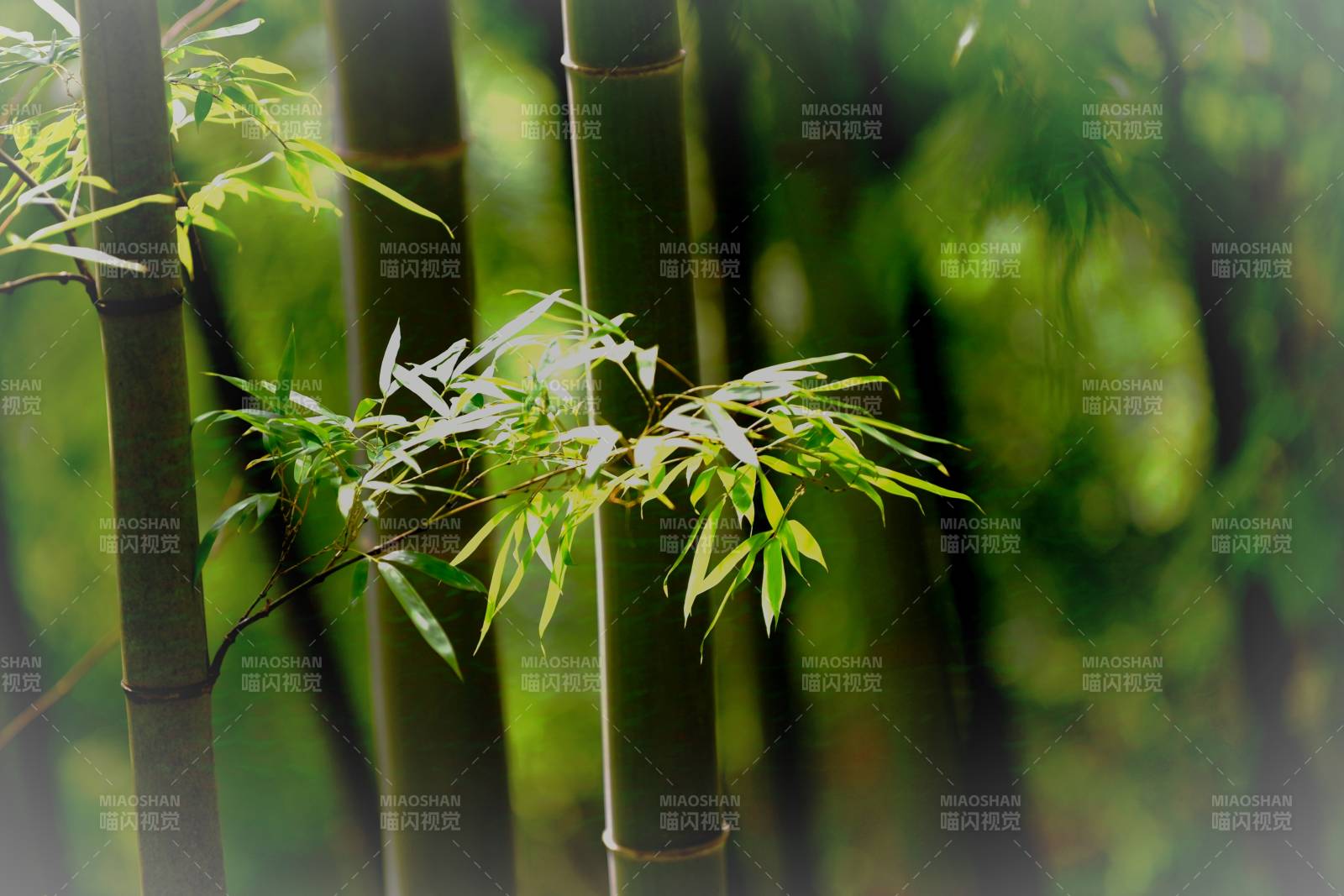 竹林幽靜
