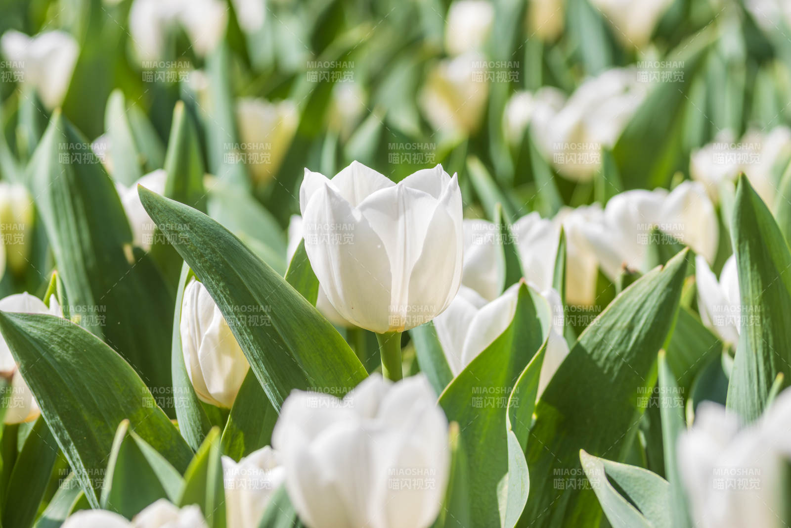 白郁金香花海