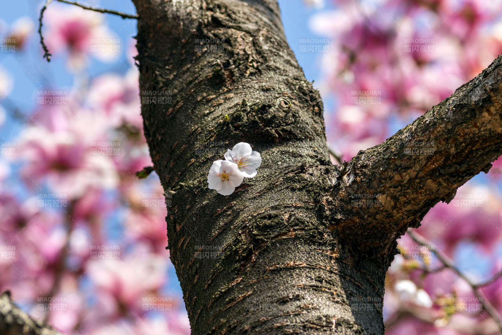 樱花树干上的白花