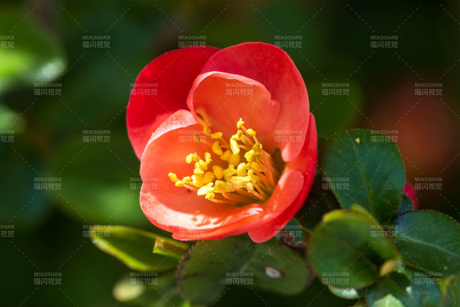 貼梗海棠綻放 春意盎然