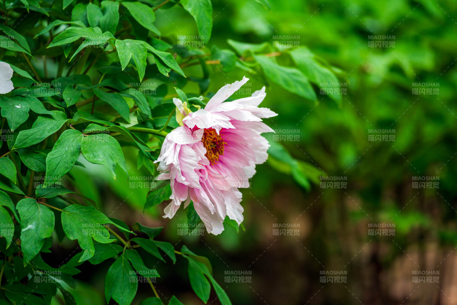 粉牡丹綻放枝頭