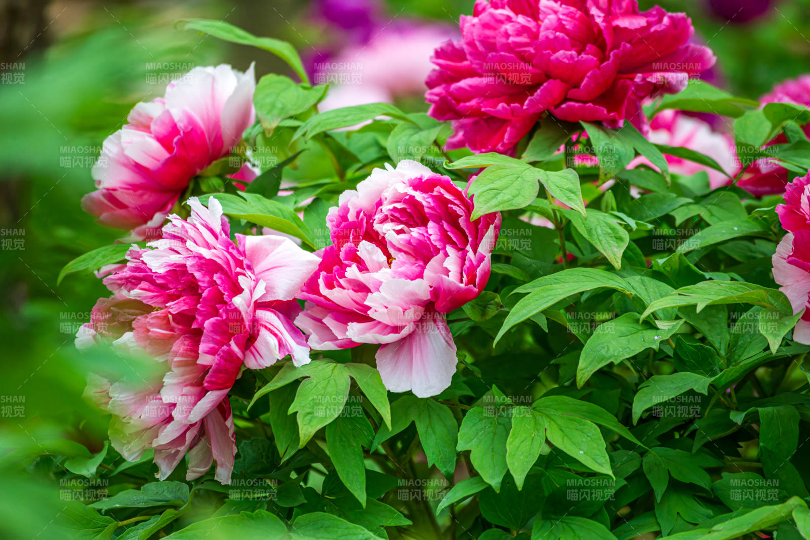 牡丹盛開 嬌艷欲滴