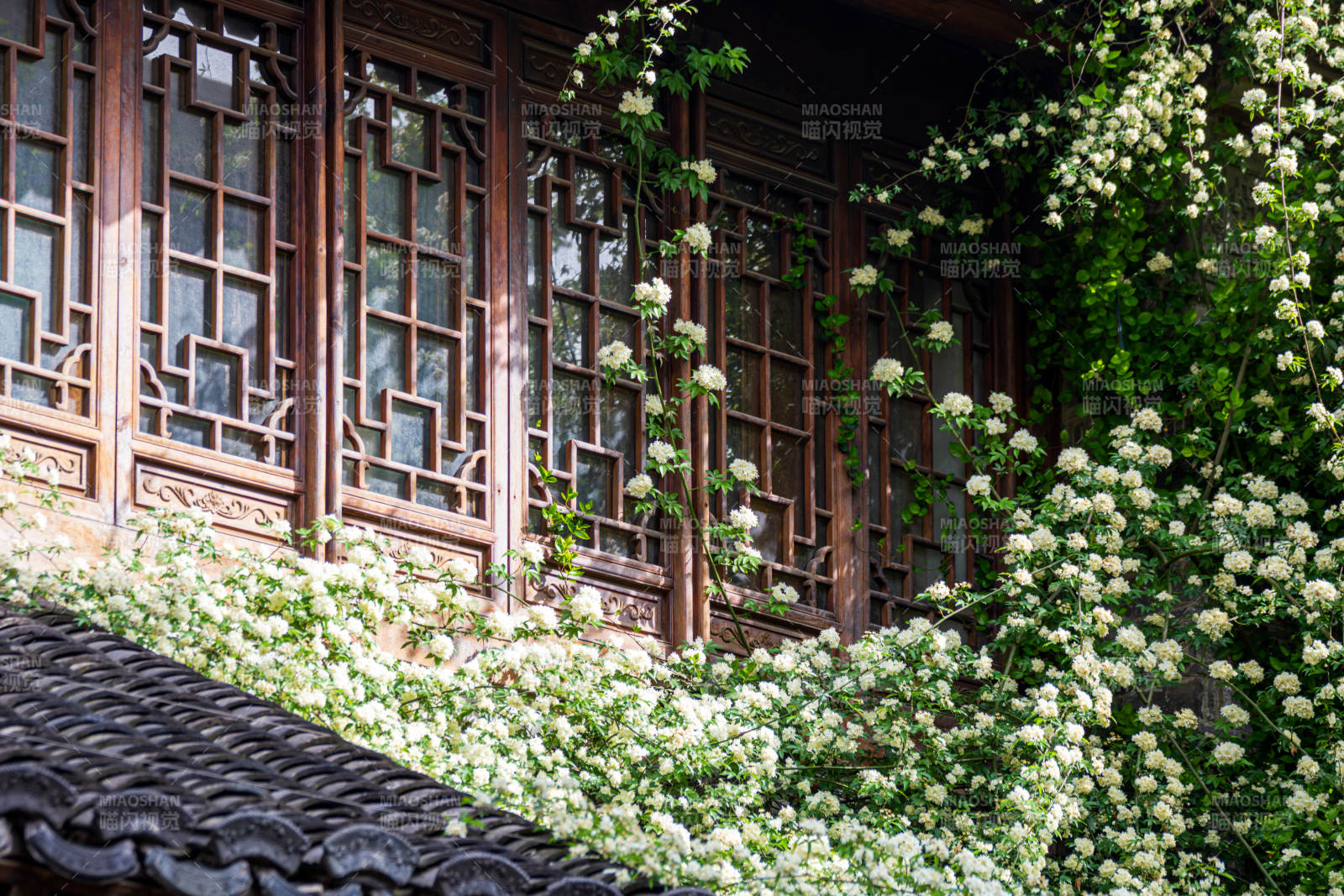 木香花花窗映翠 春意盎然