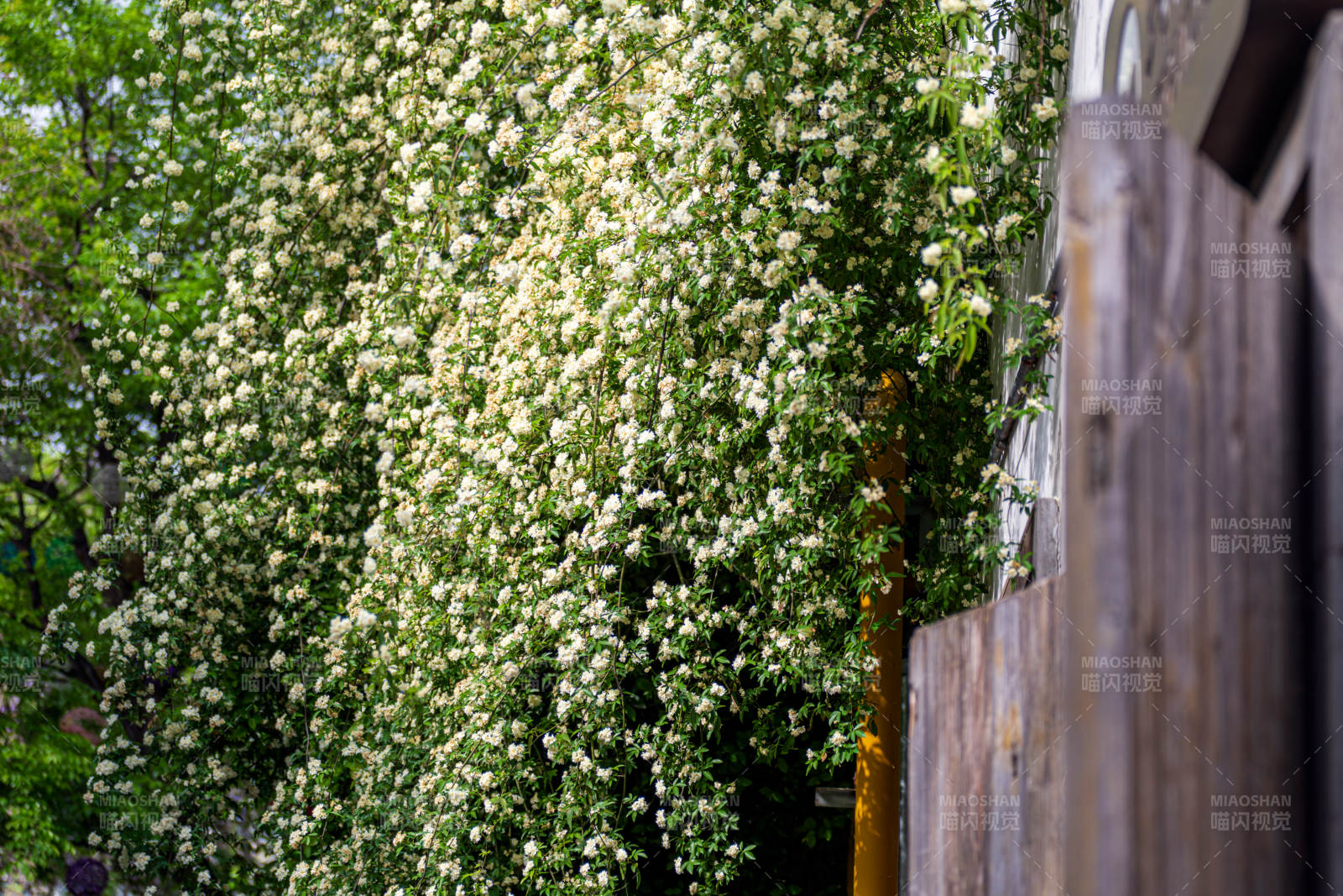 木香花綻放春意濃
