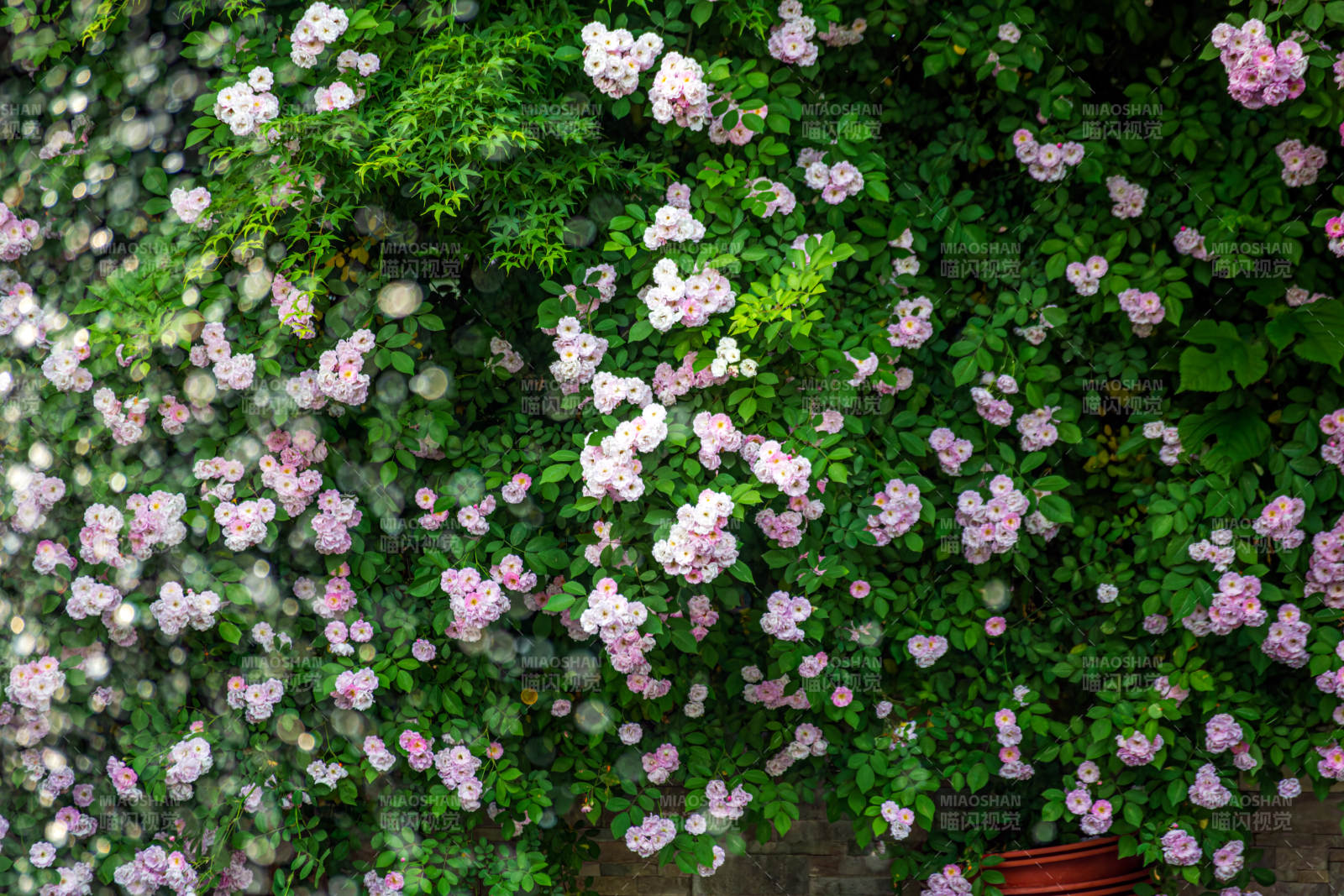 薔薇花綻放春意