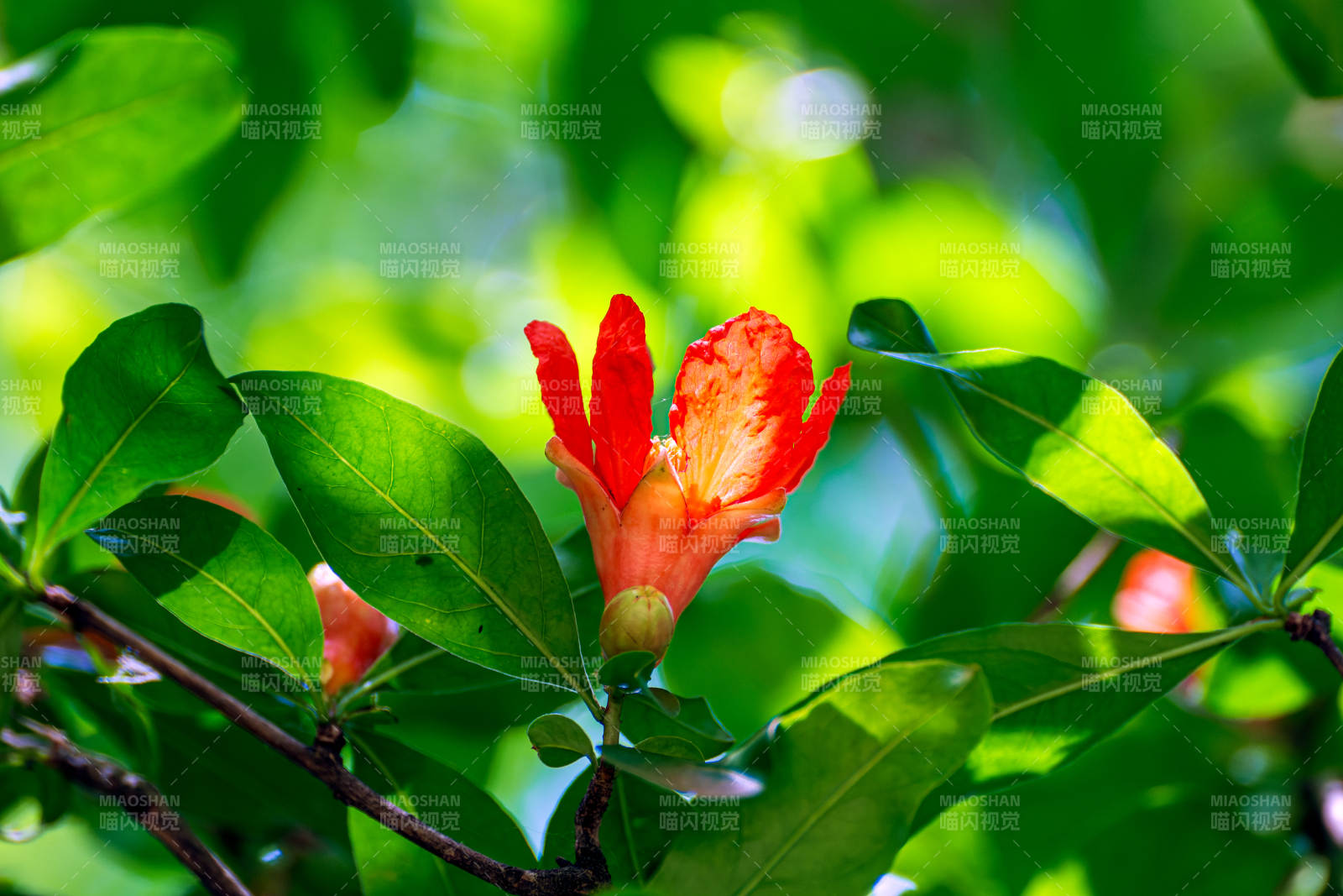 石榴花綠葉映陽光