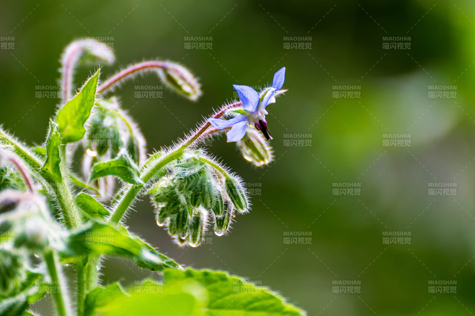藍(lán)色琉璃苣花綻放