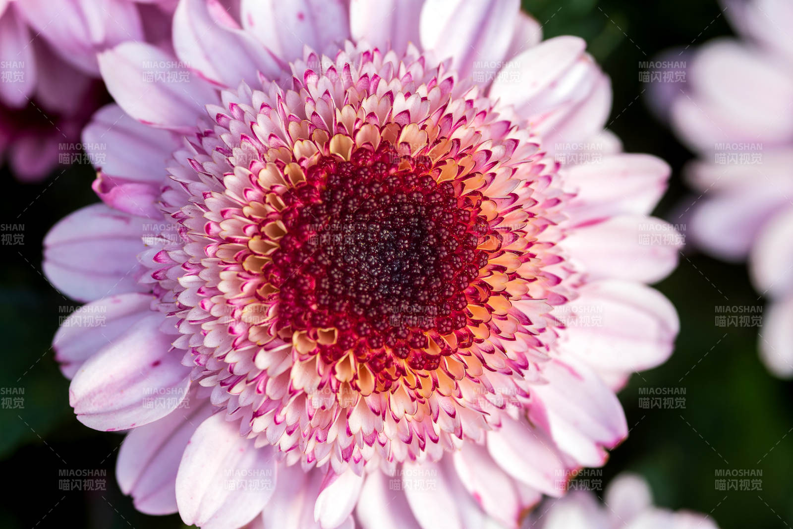 粉菊綻放