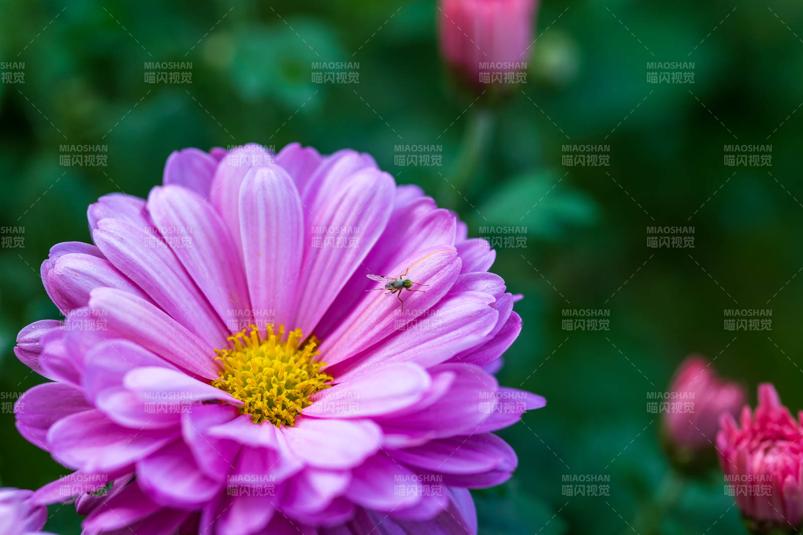 紫菊上的小飛蟲