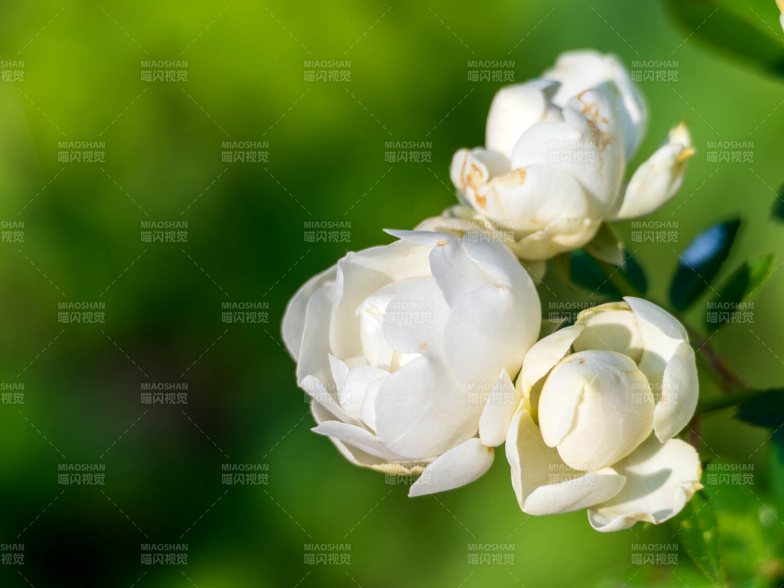 潔白月季花綻放