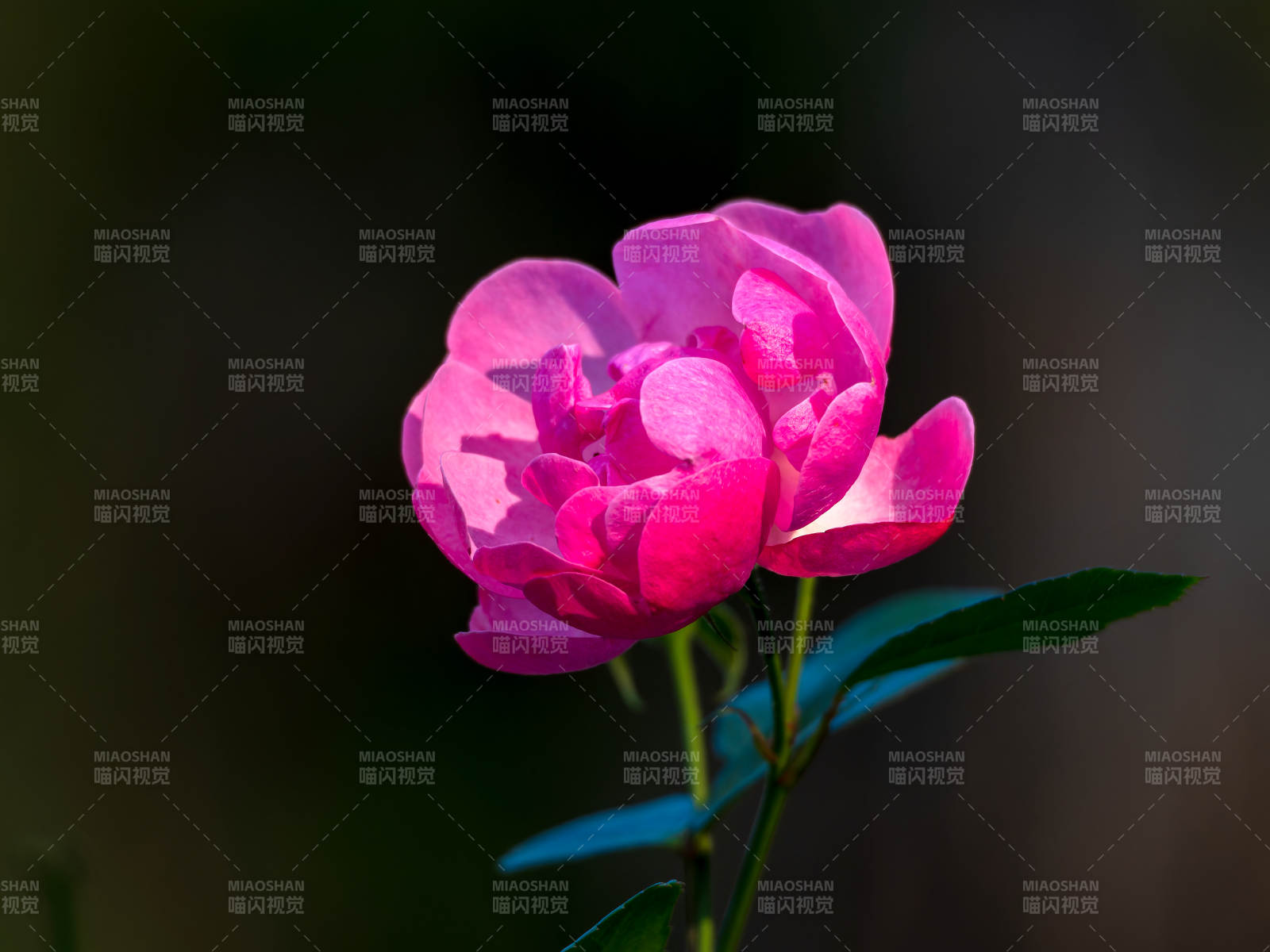 粉紅月季花綻放