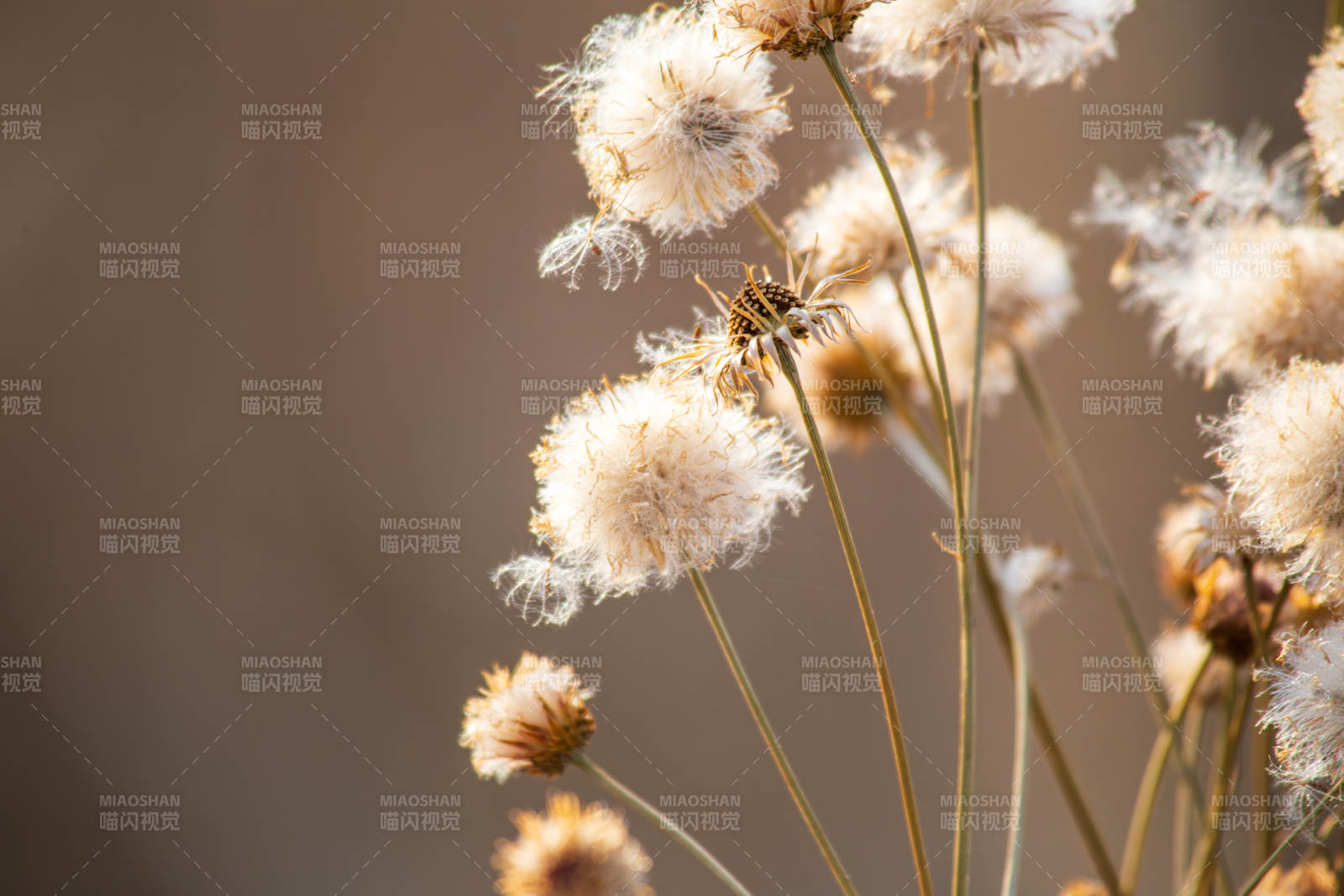 枯花隨風輕舞