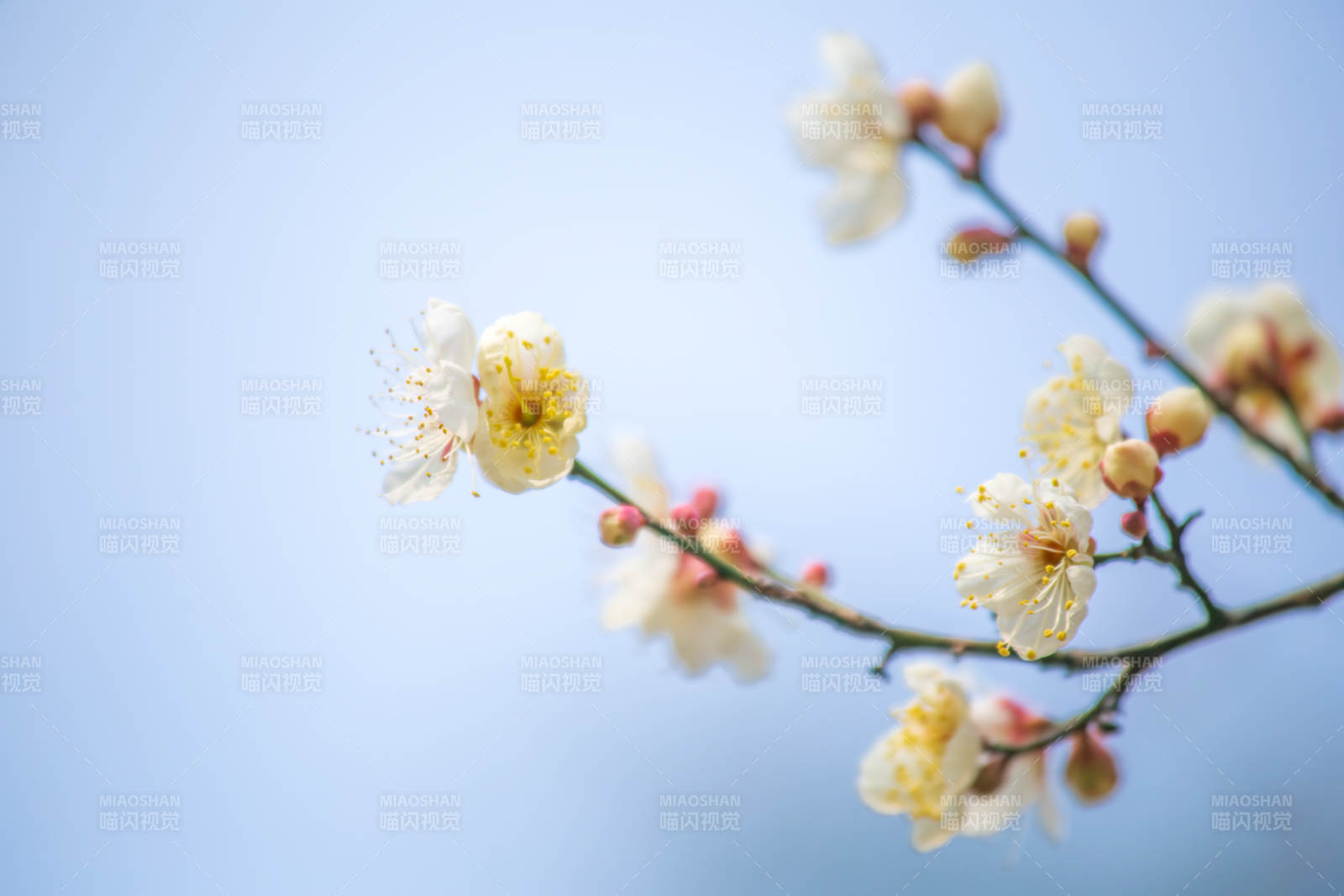梅花綻放枝頭