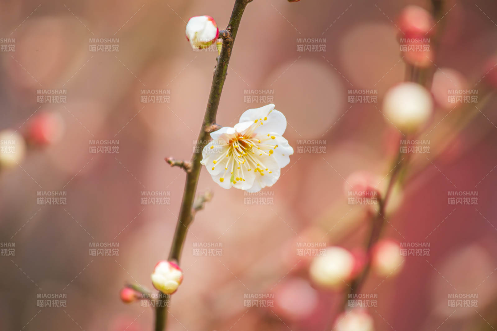 梅花綻放枝頭