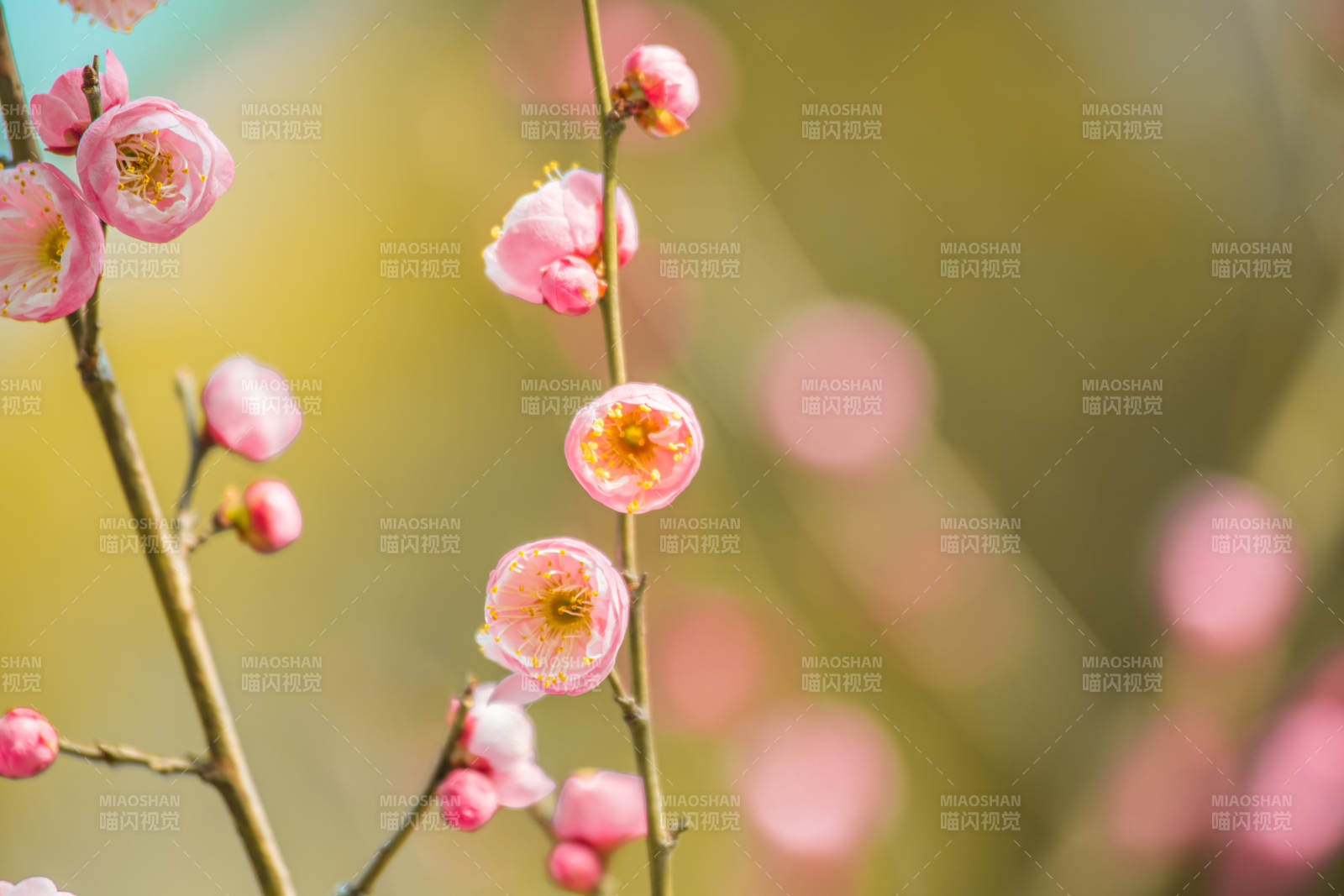 梅花綻放