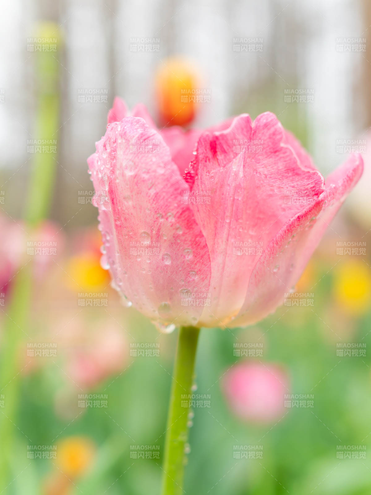雨后粉郁金香