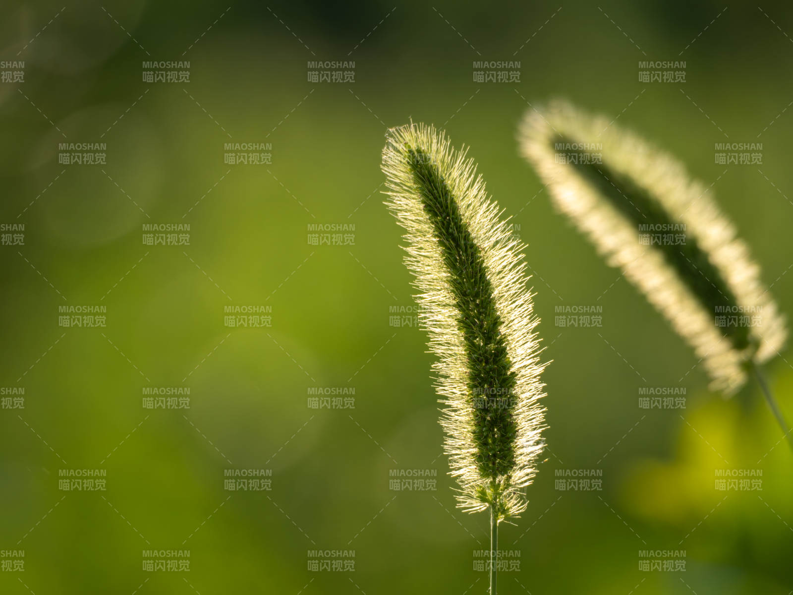 綠意中的狗尾草