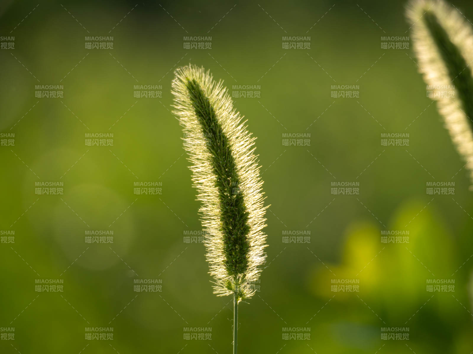 綠意盎然的狗尾草